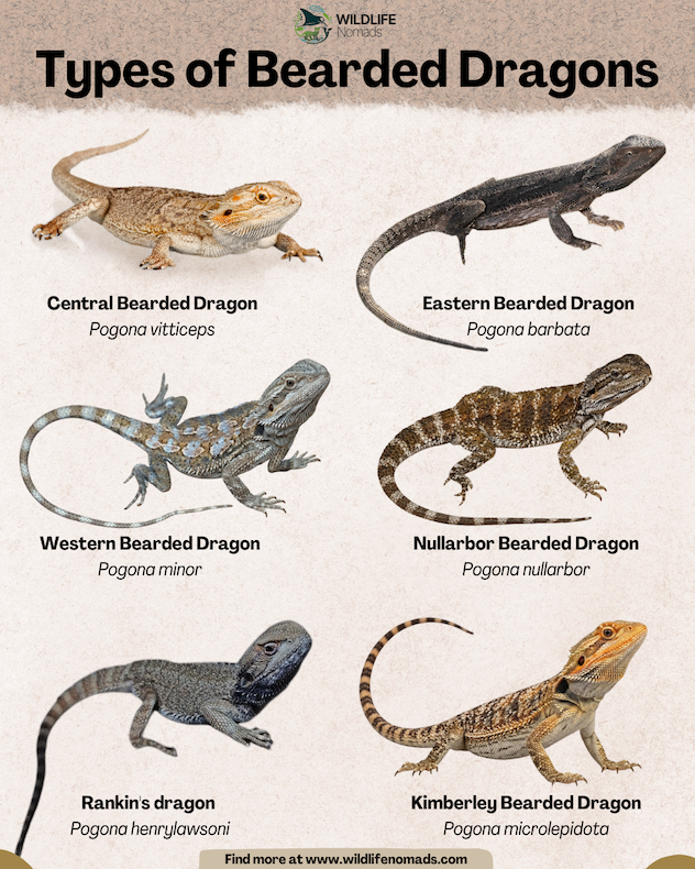 An infographic titled "Types of Bearded Dragons" displaying 6 distinct bearded dragon species with their common and scientific names: Central, Eastern, Western, Nullarbor, Rankin's dragon, and Kimberley Bearded Dragon.
