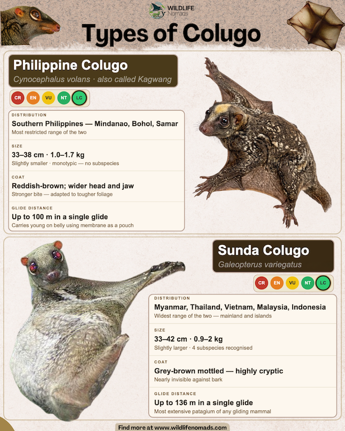 Side-by-side comparative infographic highlighting the physical differences, geographic ranges, sizes, and gliding distances of the Philippine Colugo and Sunda Colugo.