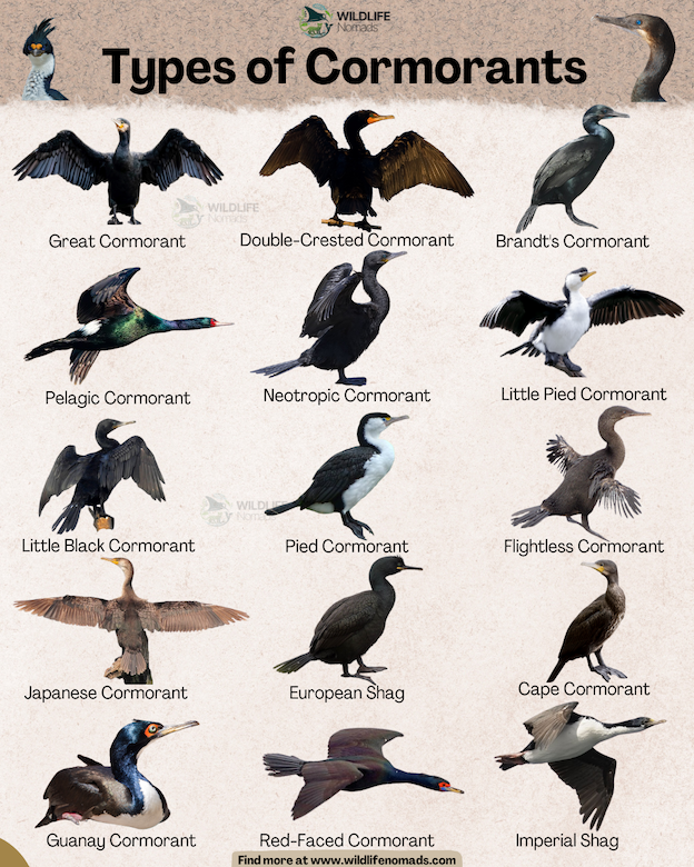 An educational infographic titled "Types of Cormorants" by Wildlife Nomads, showcasing side-by-side illustrations and labels for 15 distinct cormorant species against a neutral background.