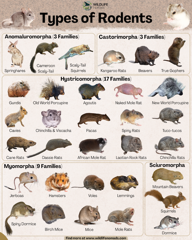 An educational infographic titled Types of Rodents by Wildlife Nomads, categorizing species into five scientific suborders: Anomaluromorpha, Castorimorpha, Hystricomorpha, Myomorpha, and Sciuromorpha. Featured animals include springhares, beavers, naked mole rats, porcupines, jerboas, hamsters, squirrels, and dormice with labels for each family grouping.