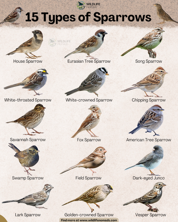 An infographic titled "15 Types of Sparrows" by Wildlife Nomads. Set against a textured beige background, 15 species of sparrows are arranged in a 3-by-5 grid with photos and labels for each bird. Featured species include the House Sparrow, Eurasian Tree Sparrow, Song Sparrow, White-throated Sparrow, White-crowned Sparrow, Chipping Sparrow, Savannah Sparrow, Fox Sparrow, American Tree Sparrow, Swamp Sparrow, Field Sparrow, Dark-eyed Junco, Lark Sparrow, Golden-crowned Sparrow, and Vesper Sparrow.
