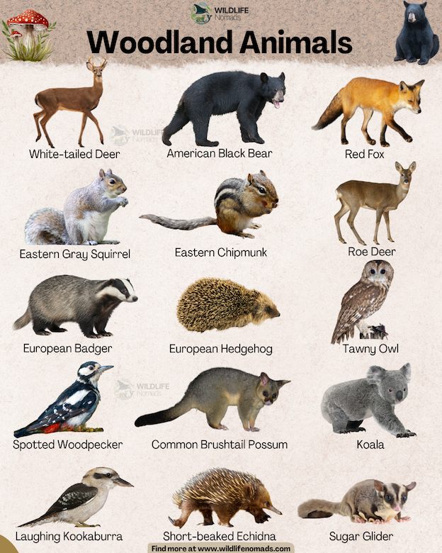 Ever wondered which cool critters live in forests around the globe? From black bears and red foxes to koalas, sugar gliders, and tawny owls, this chart breaks down 15 amazing woodland animals you should know! Save this pin for your next nature study, homeschool lesson, or forest walk inspiration. 🐻🦉🍃