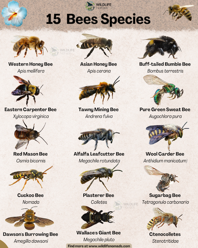 An infographic titled "15 Bees Species" by Wildlife Nomads. Arranged in a 3-by-5 grid over a beige textured background, each entry features a detailed photo of a bee alongside its common and scientific name. Featured species include the Western Honey Bee, Asian Honey Bee, Buff-tailed Bumble Bee, Eastern Carpenter Bee, Tawny Mining Bee, Pure Green Sweat Bee, Red Mason Bee, Alfalfa Leafcutter Bee, Wool Carder Bee, Cuckoo Bee, Plasterer Bee, Sugarbag Bee, Dawson's Burrowing Bee, Wallace's Giant Bee, and Ctenocolletes.