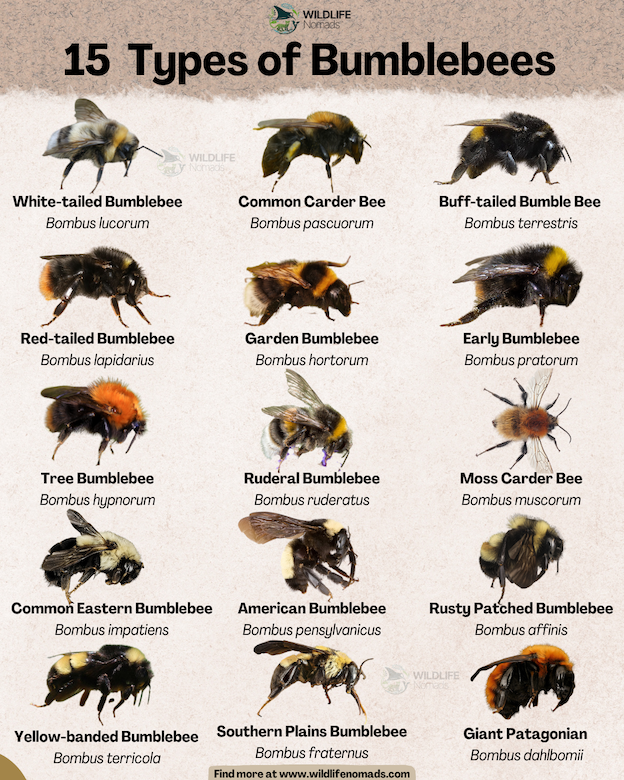 infographic showing 15 species of bumblebees