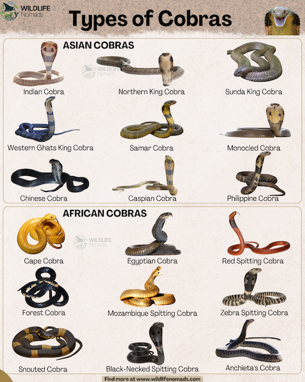 infographic by wildlife nomads showing 15 types of cobras in asia and africa