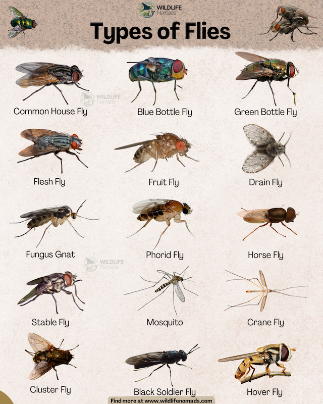 An infographic titled "Types of Flies" by Wildlife Nomads featuring a grid of 15 labelled fly species: Common House Fly, Blue Bottle Fly, Green Bottle Fly, Flesh Fly, Fruit Fly, Drain Fly, Fungus Gnat, Phorid Fly, Horse Fly, Stable Fly, Mosquito, Crane Fly, Cluster Fly, Black Soldier Fly, and Hover Fly.