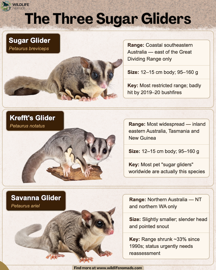 Infographic titled "The Three Sugar Gliders" by Wildlife Nomads, breaking down the three distinct species: the traditional Sugar Glider (Petaurus breviceps), Krefft's Glider (Petaurus notatus), and Savanna Glider (Petaurus ariel), complete with photos, geographic ranges, sizes, and key conservation notes for each.