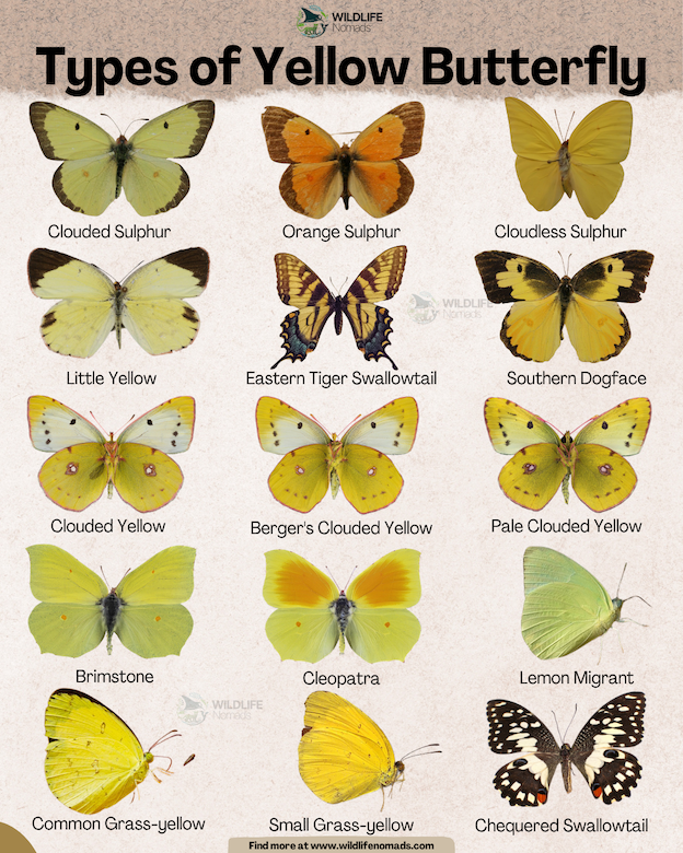 an infographic showing 15 Types of Yellow Butterfly