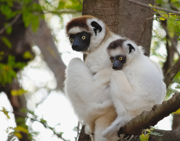 Two white Verreaux's sifakas with dark faces sitting close together on a high tree branch.