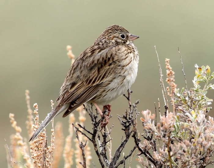 A vesper sparrow perched on a dry twig surrounded by tall grassy brush.