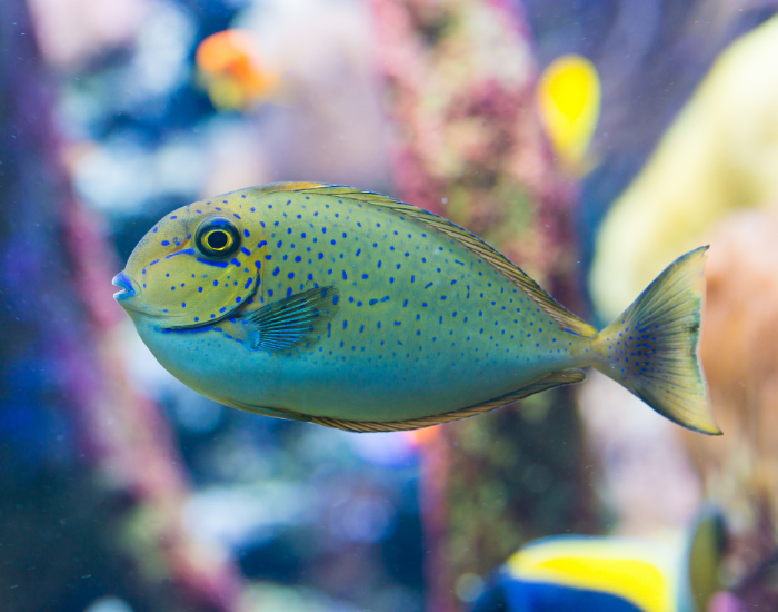 Elongated blue-grey surgeonfish featuring fine blue speckling and a subtle forehead bump. It is shown swimming past colorful reef organisms and background fish.