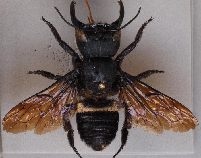 Top-down view of a massive Wallace's giant bee species with prominent jaws.