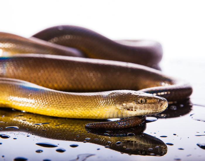 A glossy water python with a dark iridescent back and pale yellow underside near water.