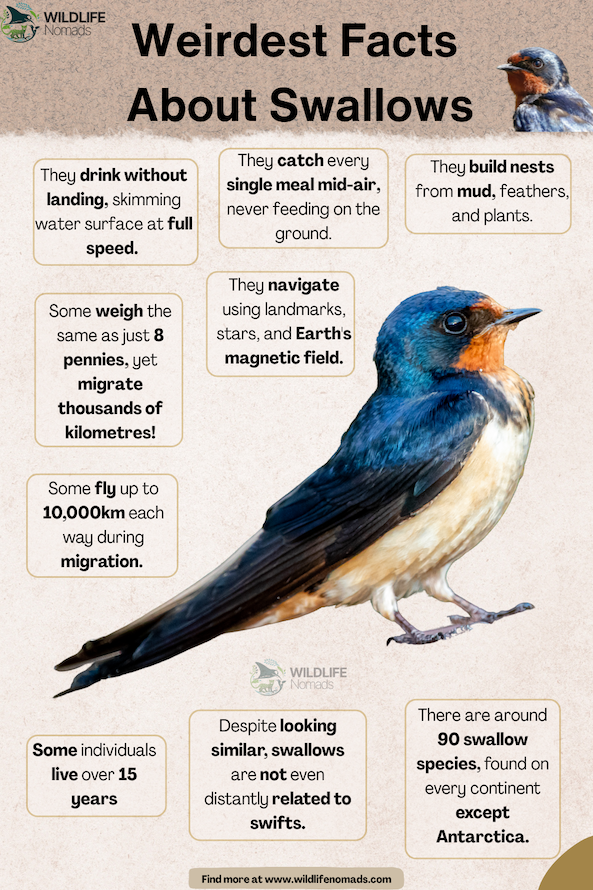 a wildlife nomads infographic showing a swallow and facts around it
