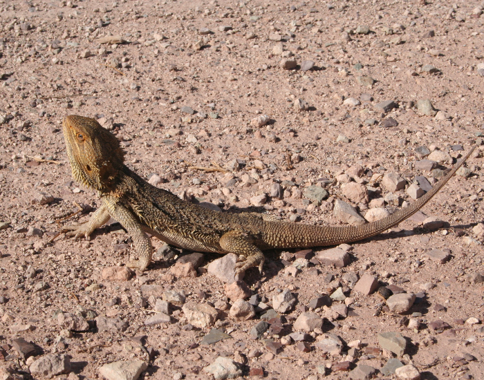 a wild Western Bearded Dragon on an arid landscape