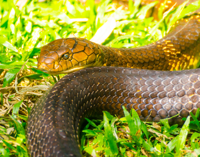 A yellowish-brown Western Ghats King cobra coils through vivid green grass.
