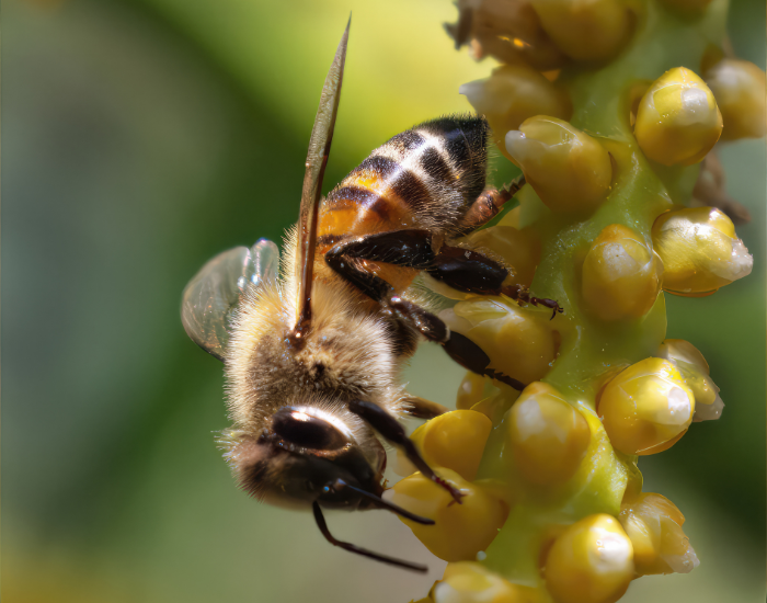 A Western honey bee (Apis mellifera) gathering nectar on yellow plant buds.