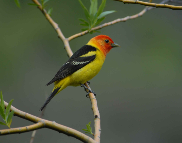 A western tanager with a yellow body, black wings, and bright orange-red head perched on a tree twig.