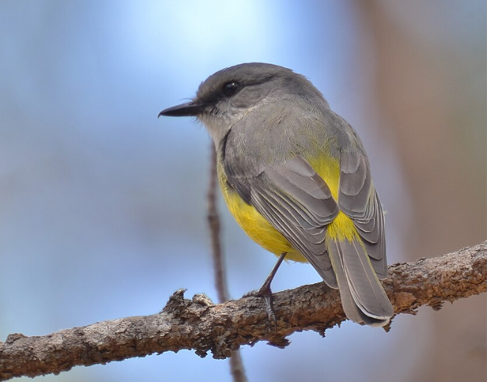 Western yellow robin with yellow underparts perching on a branch