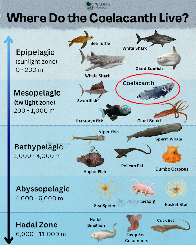Infographic titled 'Where Do the Coelacanth Live?' showing a vertical breakdown of ocean depth zones with the coelacanth circled in the Mesopelagic twilight zone at 200 to 1,000 meters.