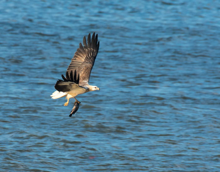 A White-Bellied Sea-Eagle with a crisp white underside and dark wings in mid-flight low over blue water.