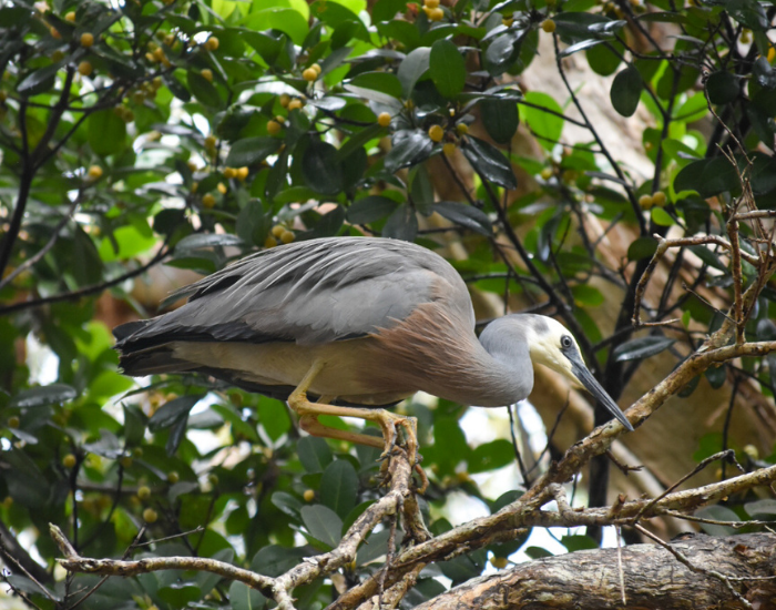 A grey White-Faced Heron standing gracefully among a tangle of mangrove roots and branches.