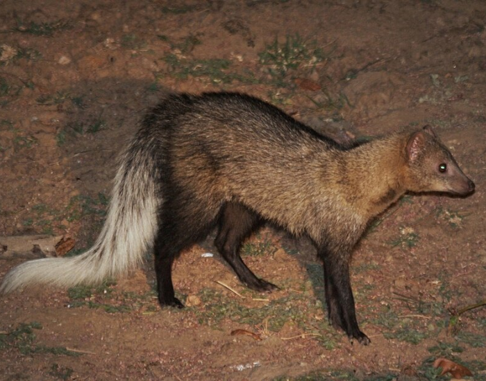 A white-tailed mongoose with dark fur and a fluffy light-colored tail on reddish soil.