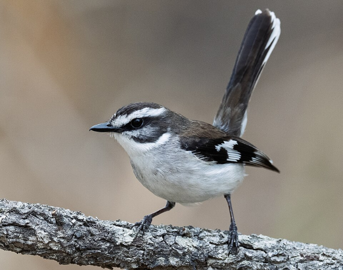 White-browed robin perched on a branch with tail raised