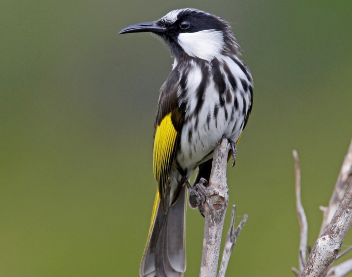 A White-cheeked Honeyeater perched upright on a twig, featuring prominent black-and-white streaking, bright yellow wing highlights, and a large white patch on its cheek.
