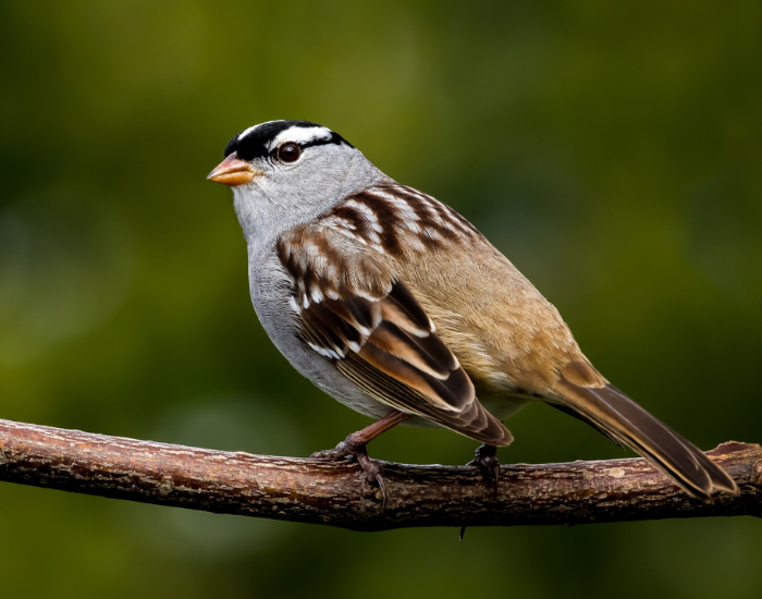 A white-crowned sparrow displaying its black-and-white head stripes while perched on a dark branch.