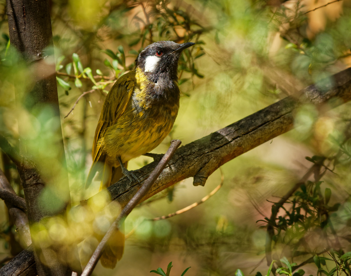 A White-eared Honeyeater perched on a foliage-covered branch. It has a rich olive-green body, a black head and chest, and a bold white patch over its ear coverts.