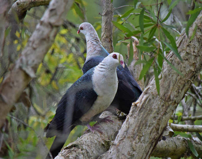 A pair of White-headed Pigeons perched together within dense foliage in a rainforest canopy.