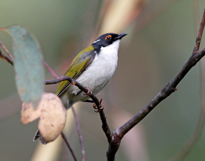 A White-naped Honeyeater perched on a thin branch near eucalyptus leaves. It displays an olive-green back, a black cap, a white crescent band across the back of its neck, and a red eye-crescent.