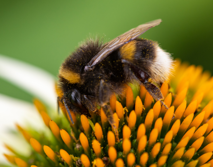 A white-tailed bumblebee collecting nectar from an orange coneflower center.