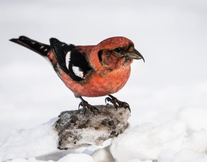 A reddish male white-winged crossbill standing on a snow patch showing bold white wing bars.
