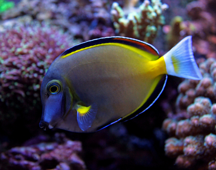 Dark brown-to-black fish featuring a distinctive white patch beneath the eye and a white band at the base of the tail. It is pictured in profile against a rocky marine habitat.