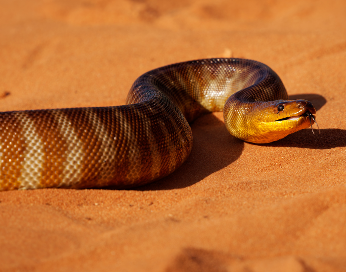 A Woma python moving across bright orange desert sand, showing distinct dark bands along its body.
