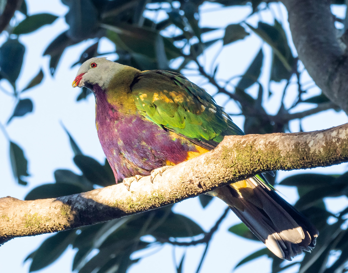 A colorful rainforest dove perched high on a lichen-covered branch, showing its bright yellow belly, purple breast, and green back.