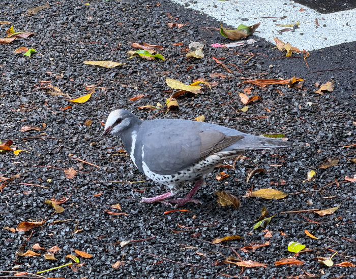 A large grey-and-white pigeon with a distinct white V-shape on its chest foraging on a littered ground surface, photo by cesar medina