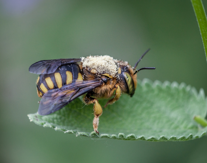 A Wool carder bee (Anthidium) resting on a broad green leaf.