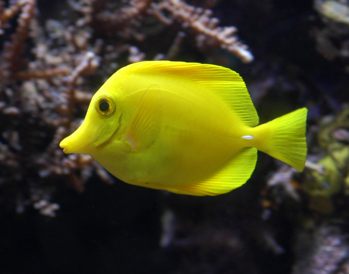 Bright, solid neon-yellow disk-shaped tang with a high dorsal fin. It is positioned in profile against a dark coral reef background.
