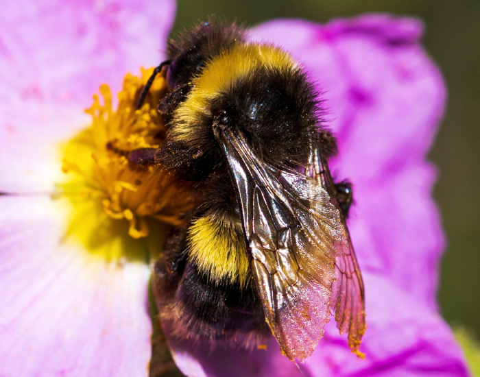 A yellow-banded bumblebee feeding on a bright pink flower bloom.