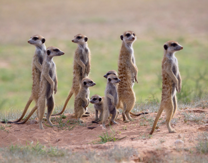 A mob of meerkats standing upright on a dry, grassy landscape, featuring a large adult alongside smaller pups. The adult appears to be watching over and guiding the younger meerkats during a group lesson in the wild.