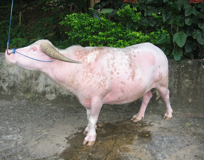 An albino buffalo standing outdoors near lush greenery. Its pale white hide contrasts sharply with the muddy surrounding environment.
