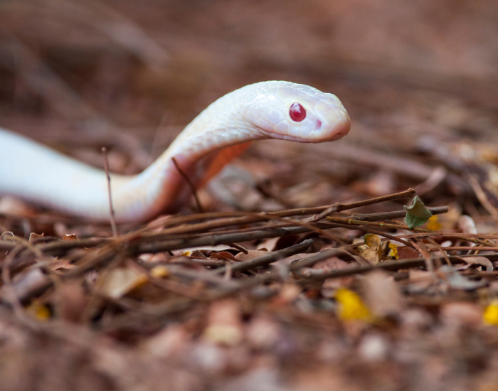 An albino cobra coiled on a bed of dry ground leaves. Its smooth white body features faint reddish-pink tones around its head and eyes.