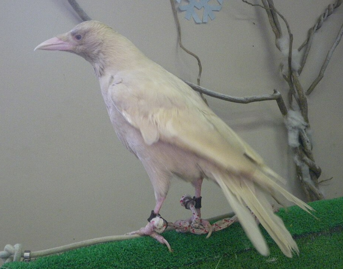 an albino crow perched on a green surface