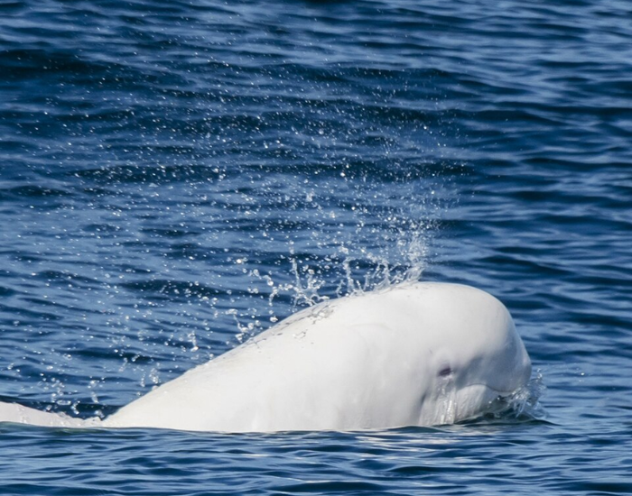 An albino dolphin breaking through the surface of deep blue ocean water. Its stark white body stands out prominently against the dark waves.