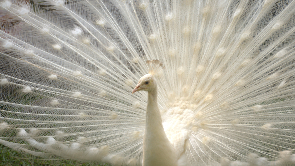 A high-resolution close-up of a white peacock fanning its elaborate tail feathers across the entire frame, showcasing delicate white plumage patterns.