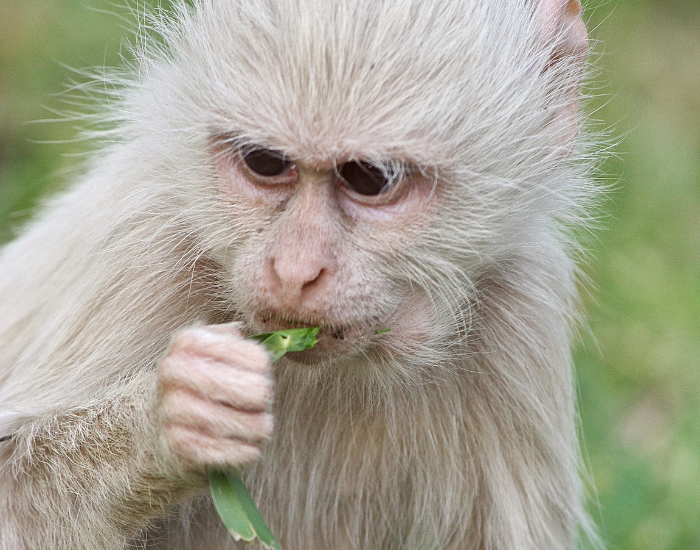 clos eup of the head of an albino monkey