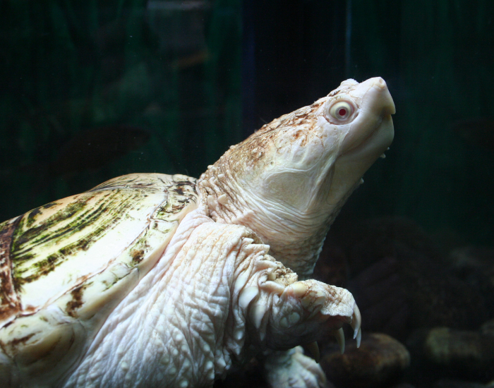 An albino aquatic turtle swimming underwater, highlighting its pale yellow shell, smooth light skin, and reddish eyes.